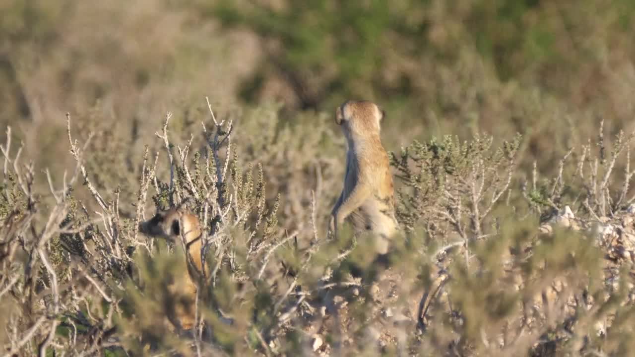   Stock Footage Two Meerkats Looking Around Live Wallpaper