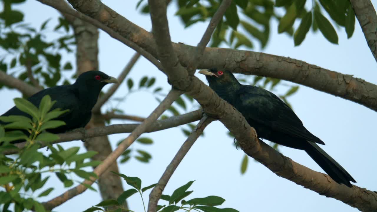   Stock Footage Two Koel Resting On Branches Live Wallpaper