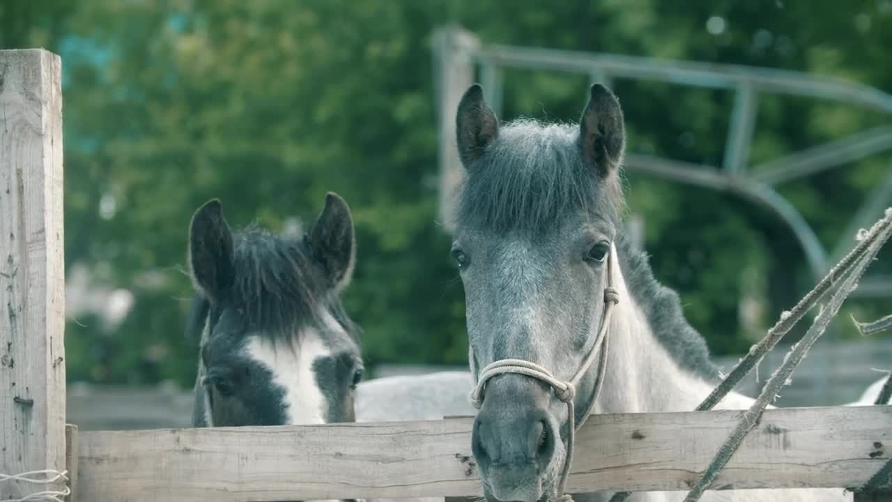   Stock Footage Two Horses Behind The Fence Live Wallpaper