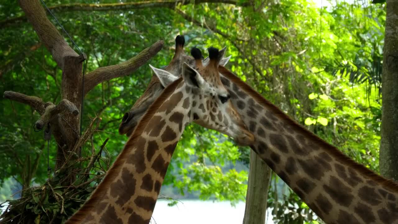   Stock Footage Two Giraffes In The Wild Live Wallpaper