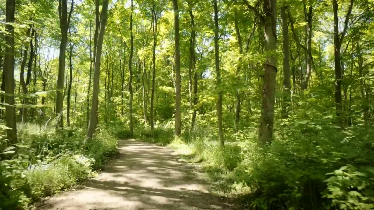   Stock Footage Two Children Walking Down A Forest Path Live Wallpaper