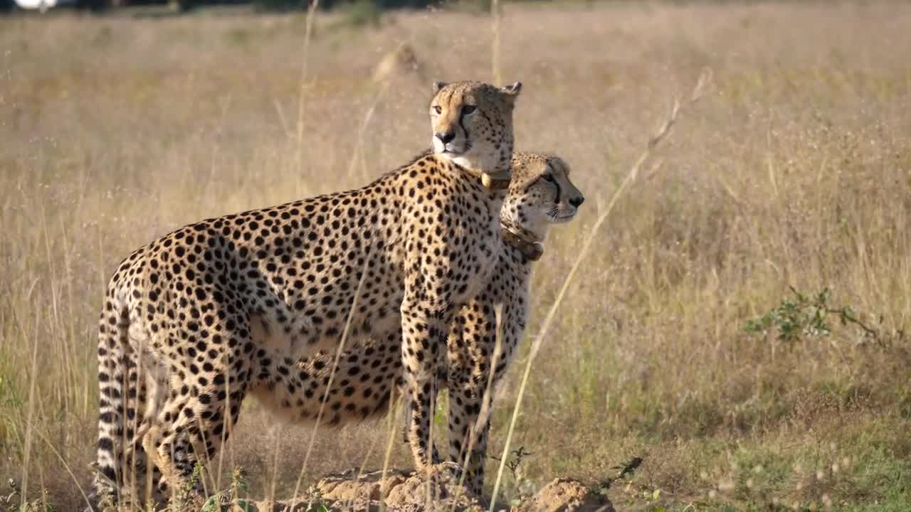   Stock Footage Two Cheetahs Stand Together And Look Around Live Wallpaper