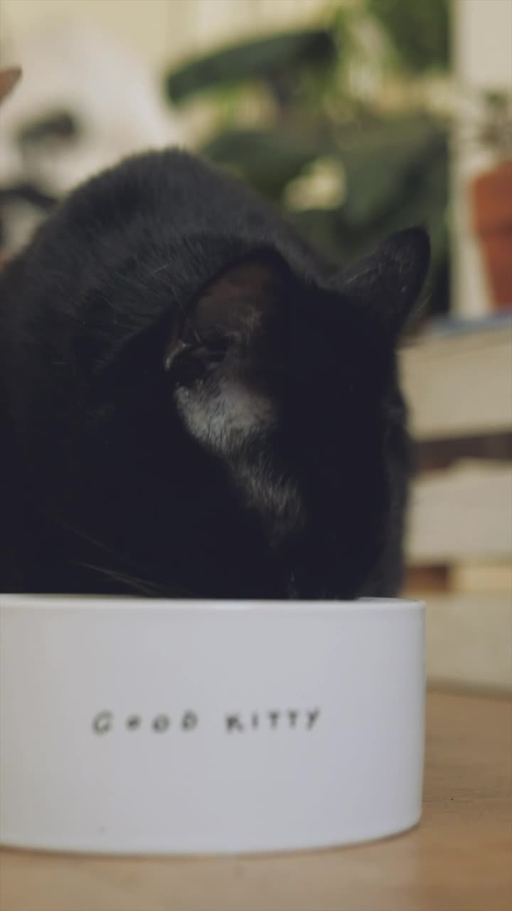   Stock Footage Two Cats Eating Live Wallpaper