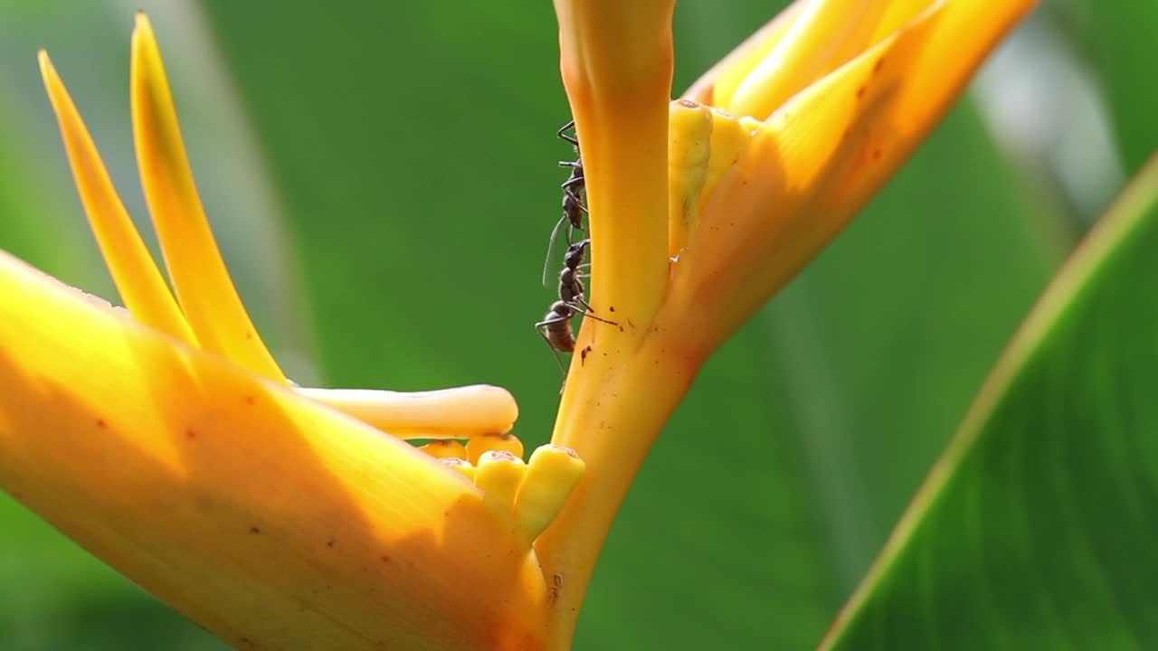   Stock Footage Two Ants On A Flower Live Wallpaper