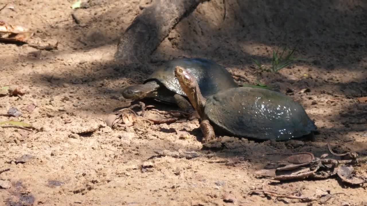   Stock Footage Turtles Standing On The Sand Live Wallpaper