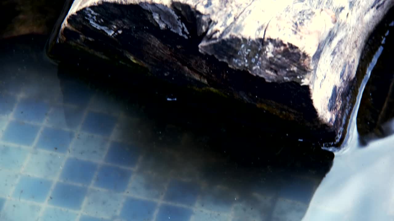   Stock Footage Turtles On A Log In A Fishbowl Live Wallpaper