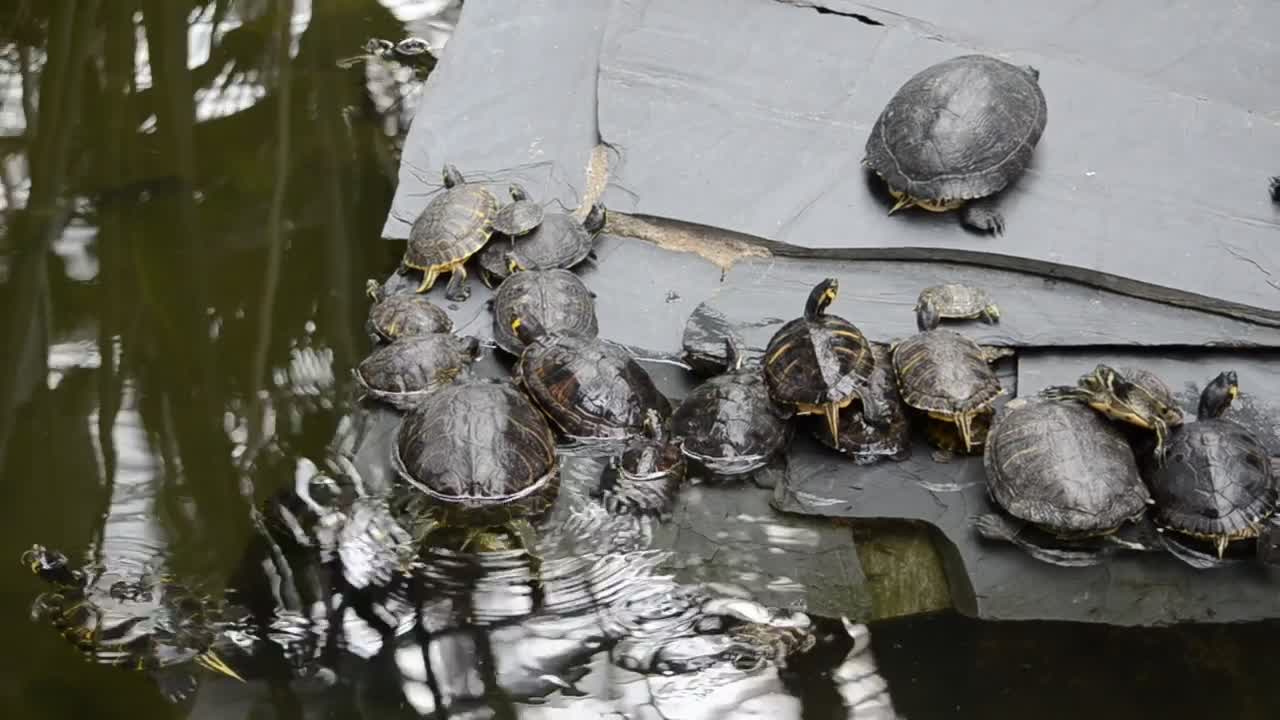   Stock Footage Turtles In A Zoo Pond Live Wallpaper