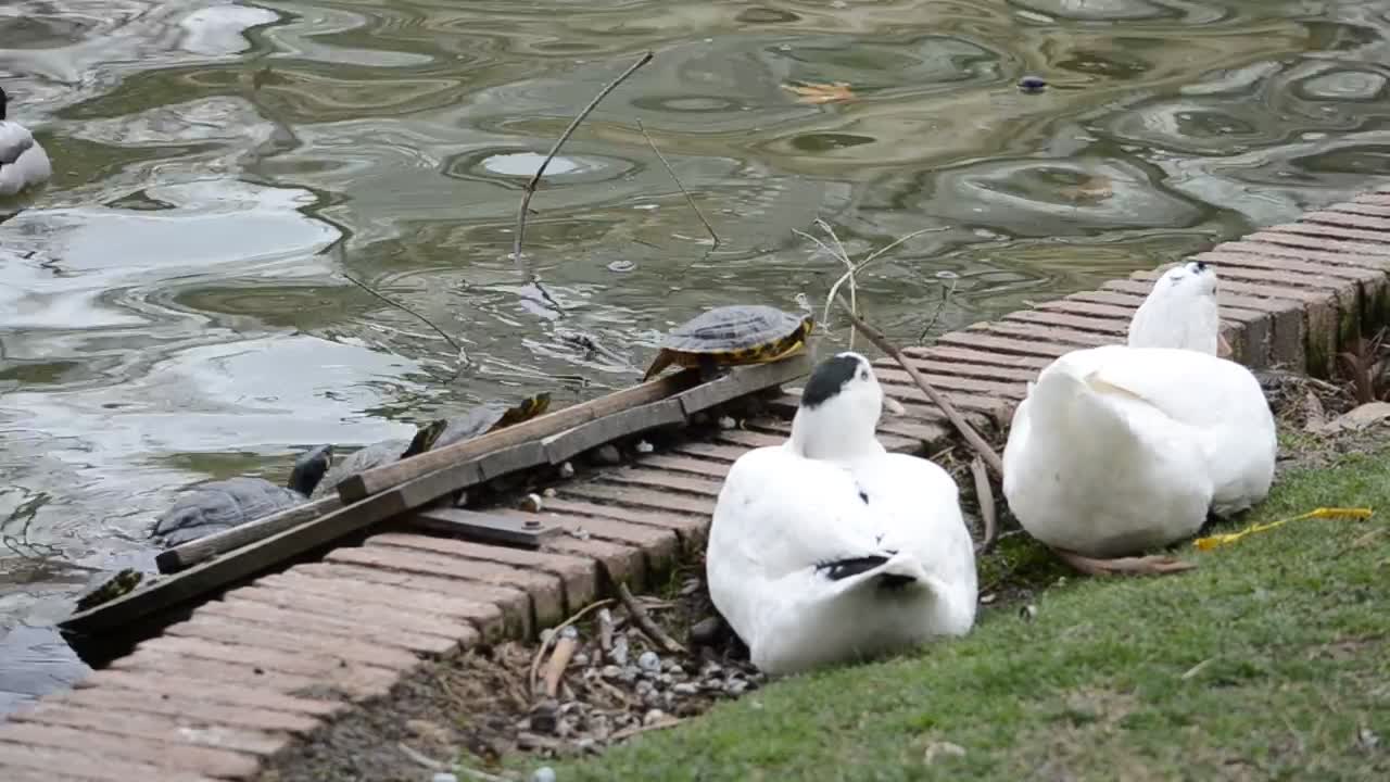   Stock Footage Turtles At The Edge Of A Pond Live Wallpaper