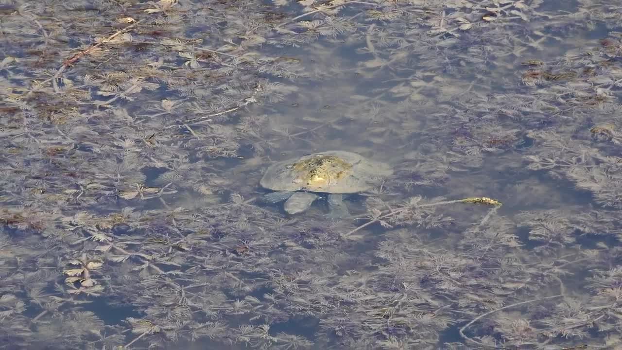   Stock Footage Turtle Swimming In A Muddy Pond Live Wallpaper