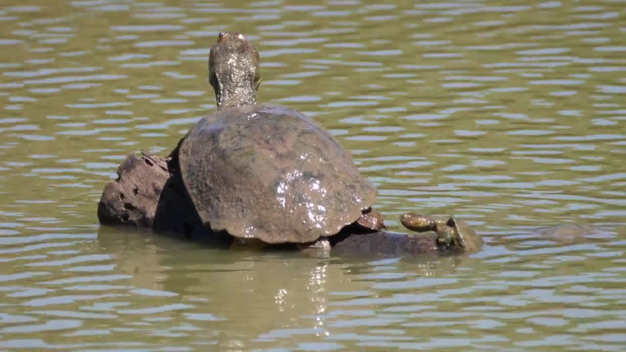   Stock Footage Turtle On A Tree Trunk In The Water Live Wallpaper