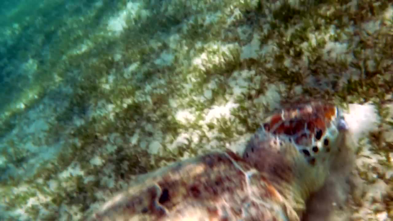   Stock Footage Turtle Feeding In The Wild Live Wallpaper