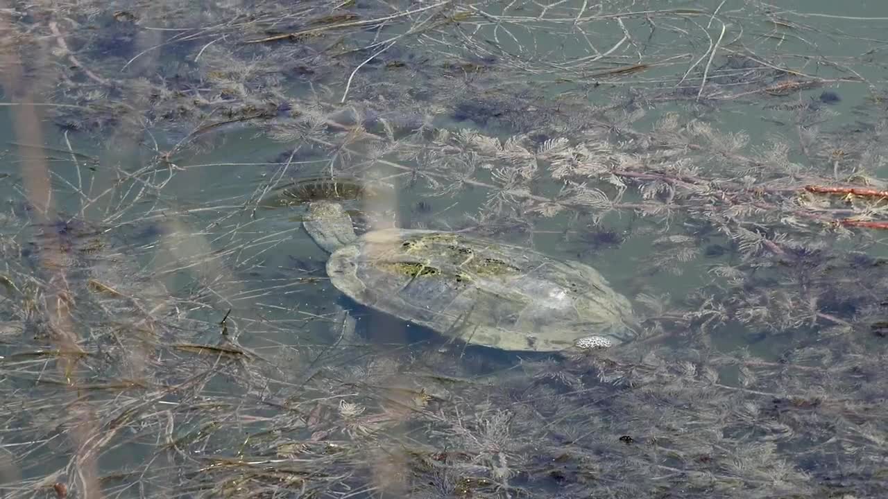   Stock Footage Turtle Eating In A Turbid Pond Live Wallpaper