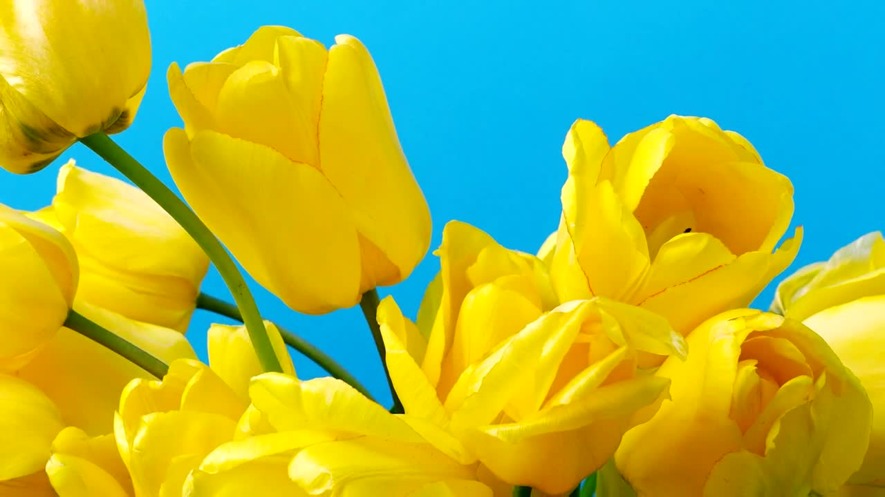   Stock Footage Tulips On Blue Background Live Wallpaper