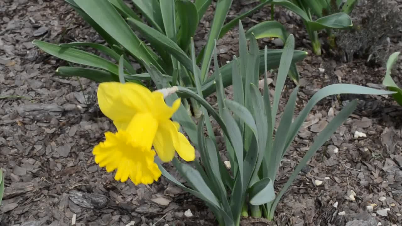   Stock Footage Tulips Growing At The Side Of A Road Live Wallpaper