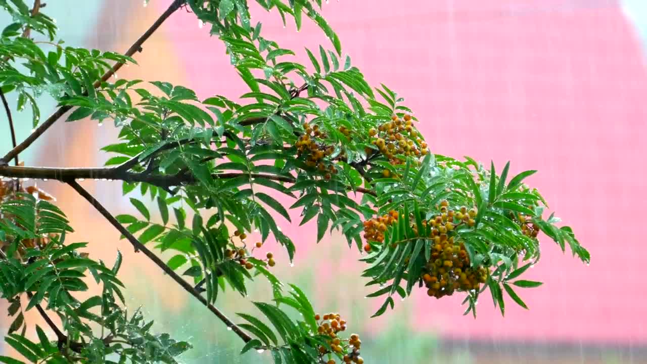   Stock Footage Tropical Rain Over The Tree Branch Live Wallpaper