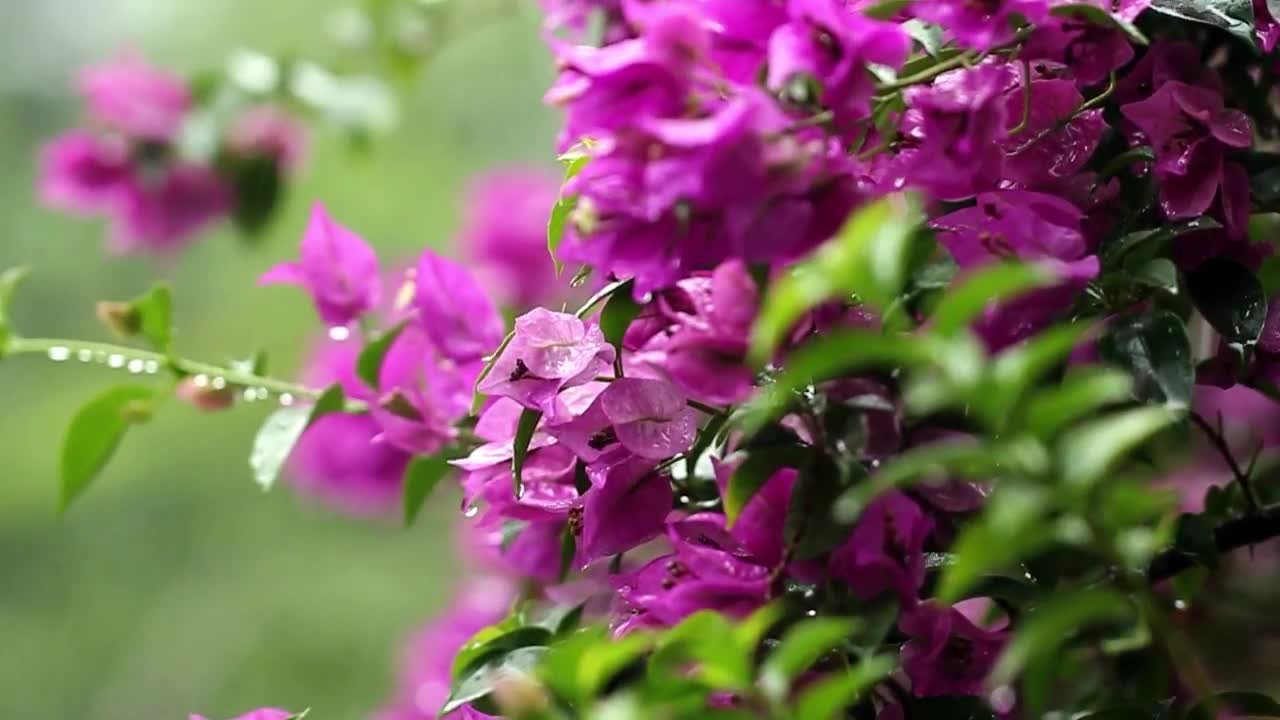   Stock Footage Tropical Rain Falling Live Wallpaper