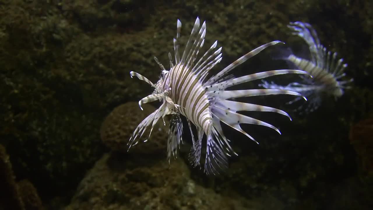   Stock Footage Tropical Lionfish In The Coral Reef Live Wallpaper