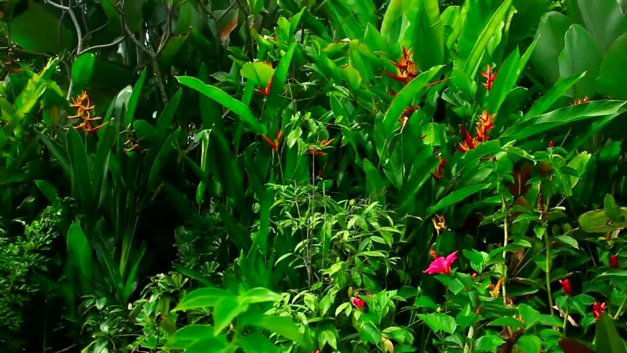   Stock Footage Tropical Green Plants And Flowers Live Wallpaper