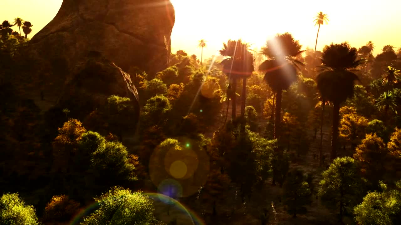   Stock Footage Tropical Forest With A Sun Ray Live Wallpaper