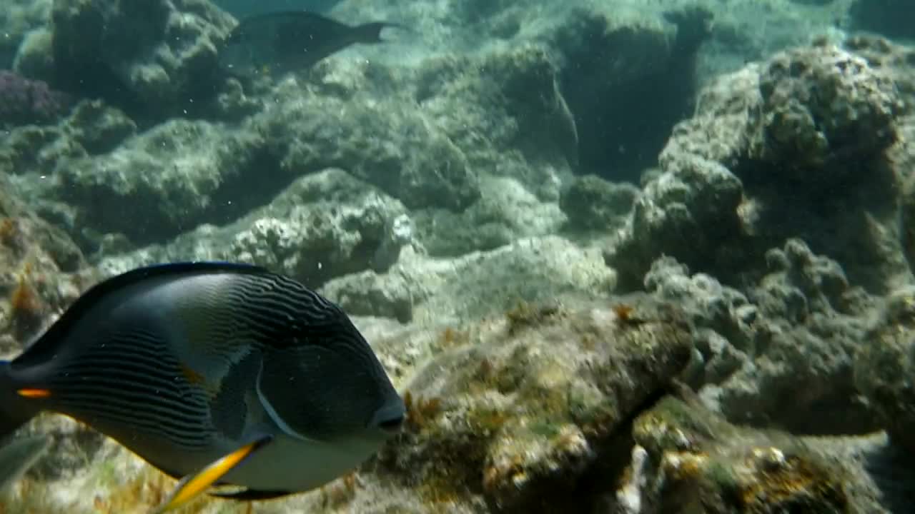   Stock Footage Tropical Fish Over Coral Live Wallpaper