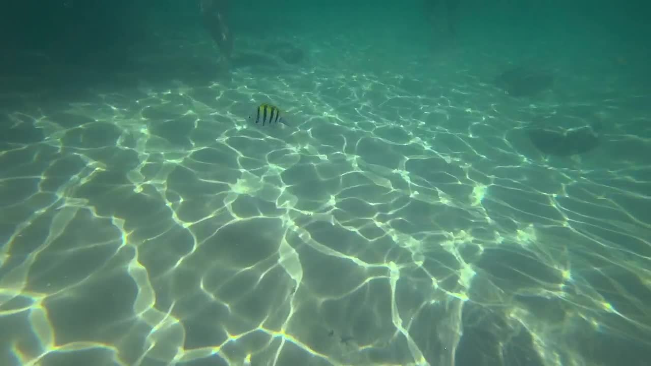   Stock Footage Tropical Fish In The Water Live Wallpaper