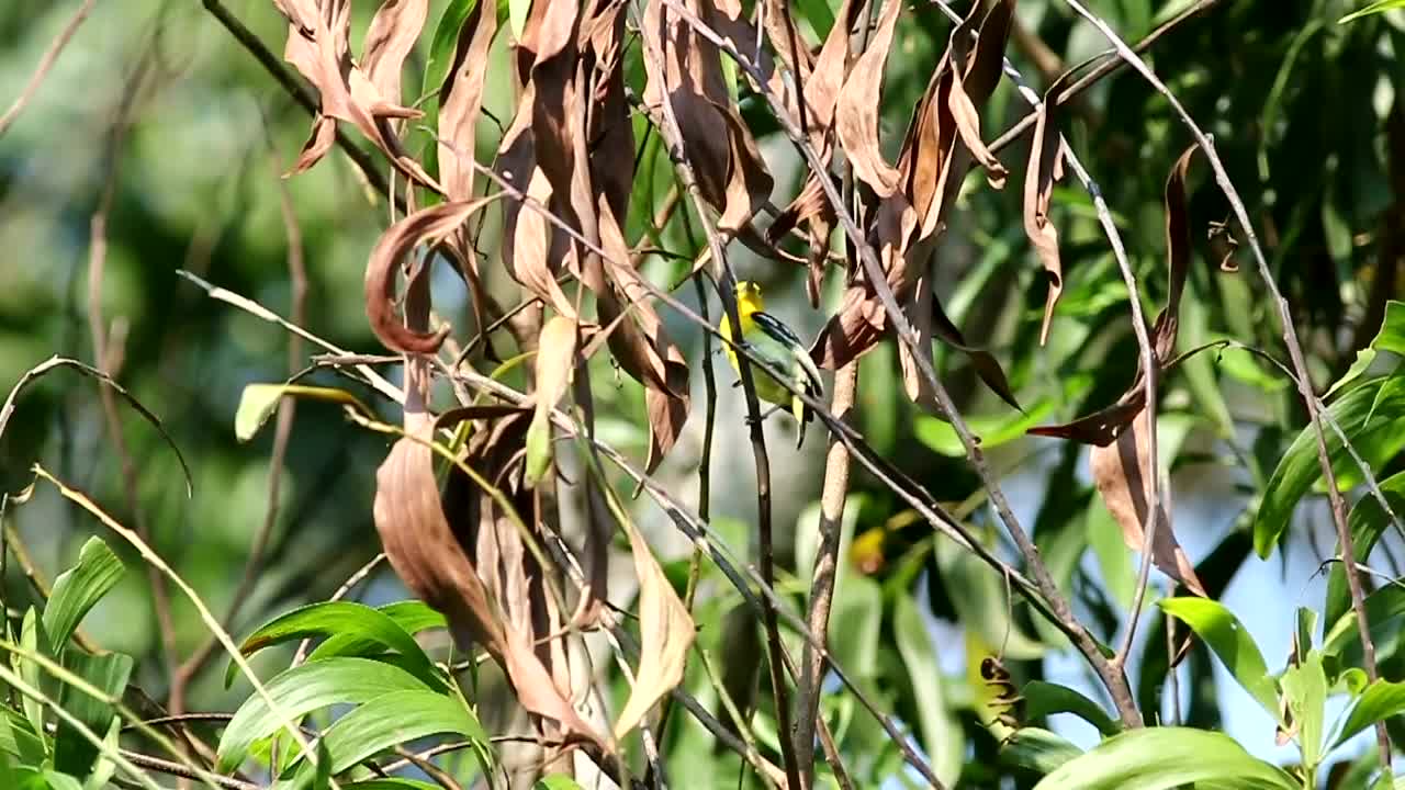   Stock Footage Tropical Bird In A Dry Tree Live Wallpaper