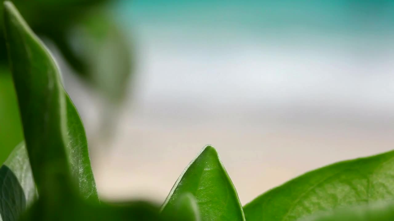   Stock Footage Tropical Beach In The Background Live Wallpaper