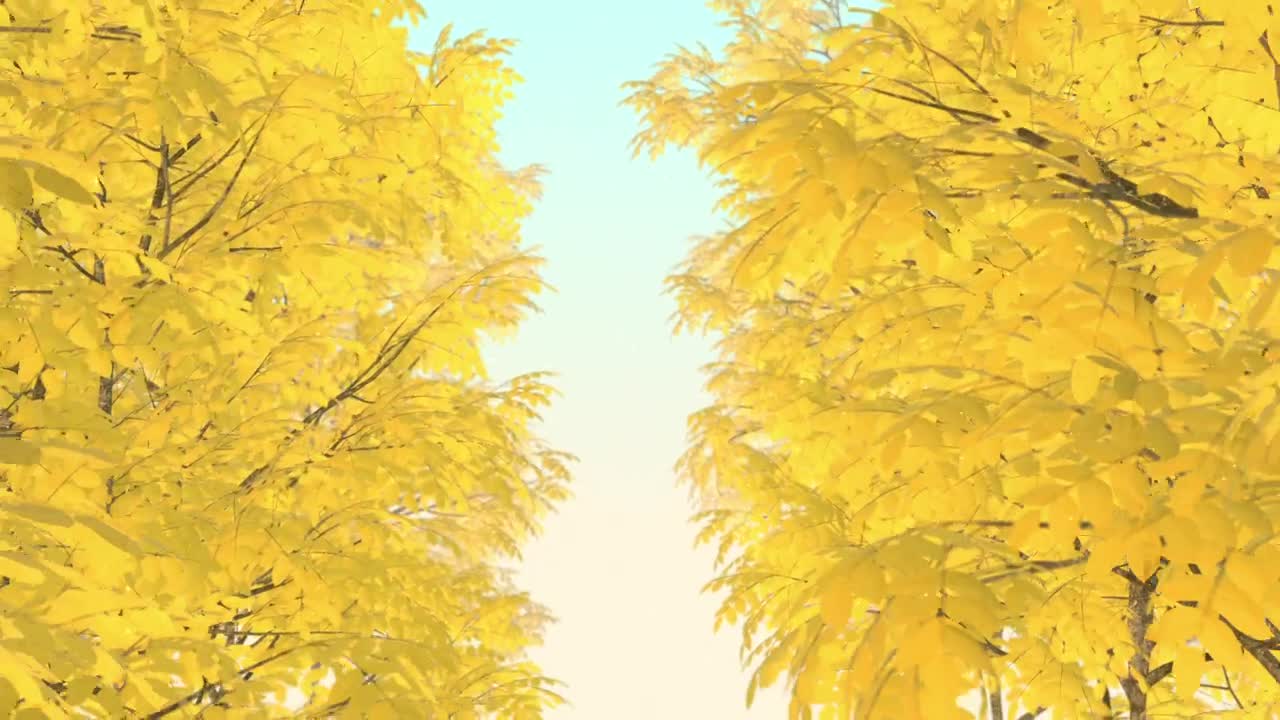  Stock Footage Trees With Dry Autumn Leaves D Loop Video Live Wallpaper