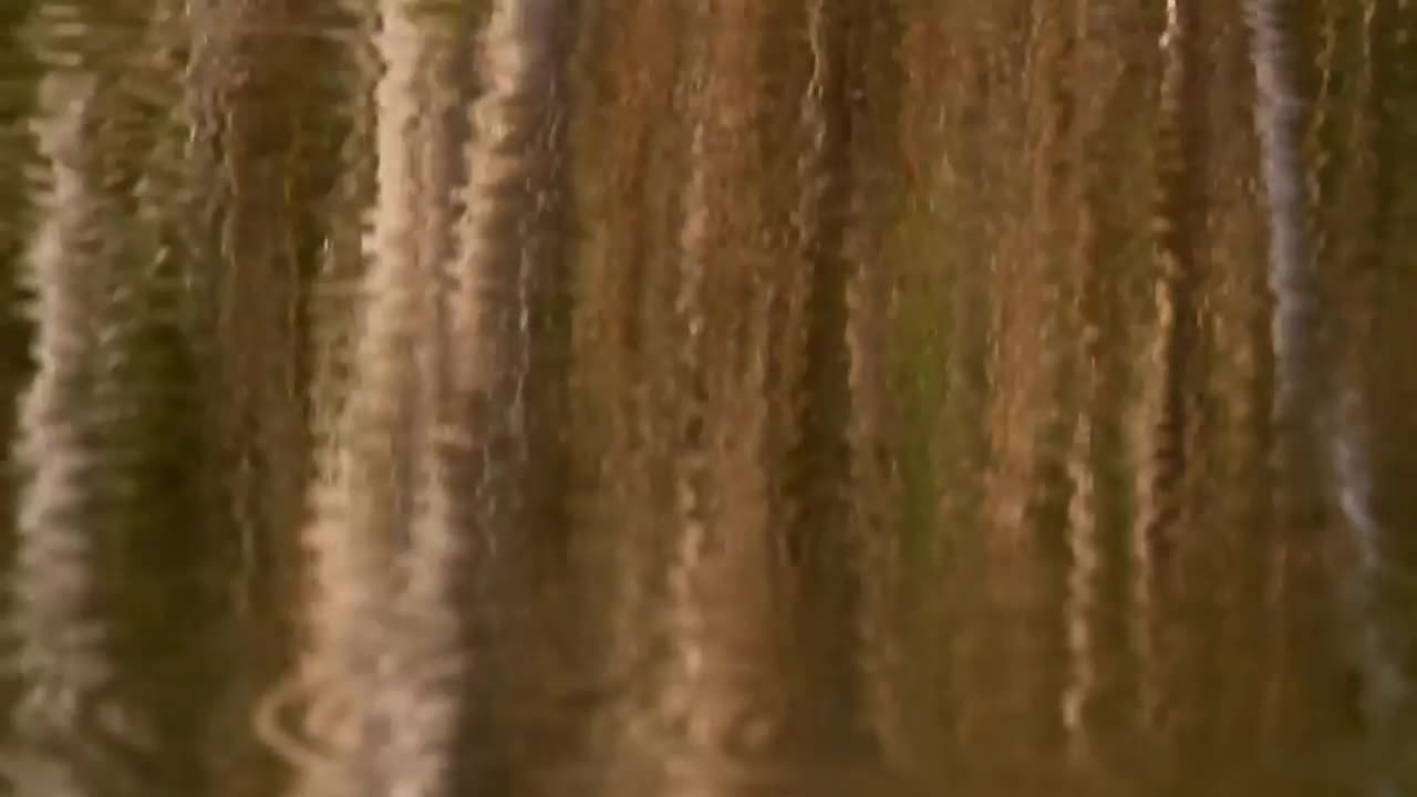  Stock Footage Trees Reflecting On A Still Lake Live Wallpaper