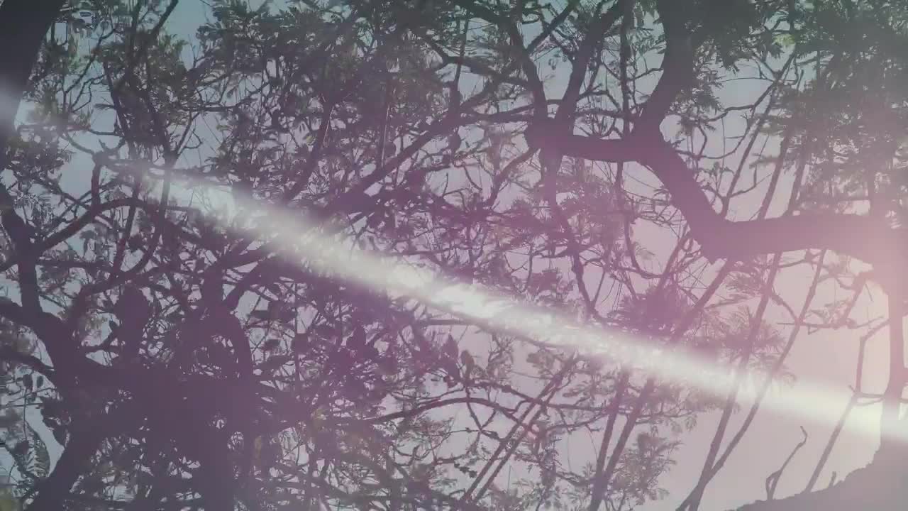   Stock Footage Trees Reflected In The Water Live Wallpaper