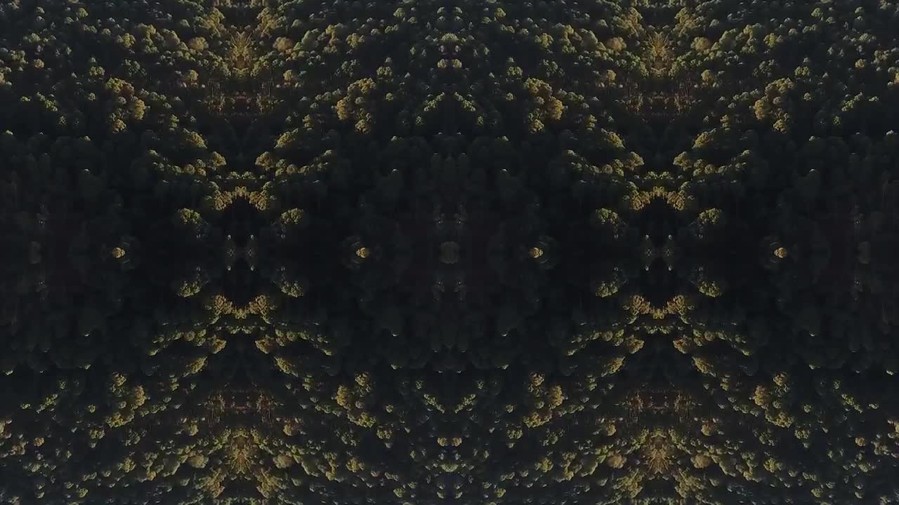   Stock Footage Trees In The Woods Live Wallpaper