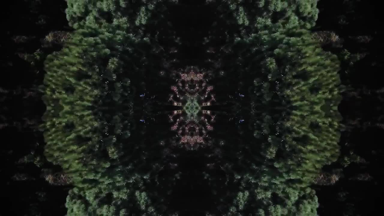   Stock Footage Trees In The Forest Live Wallpaper