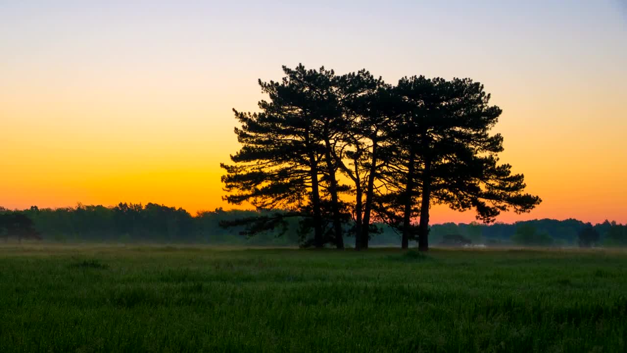   Stock Footage Trees In A Meadow Live Wallpaper