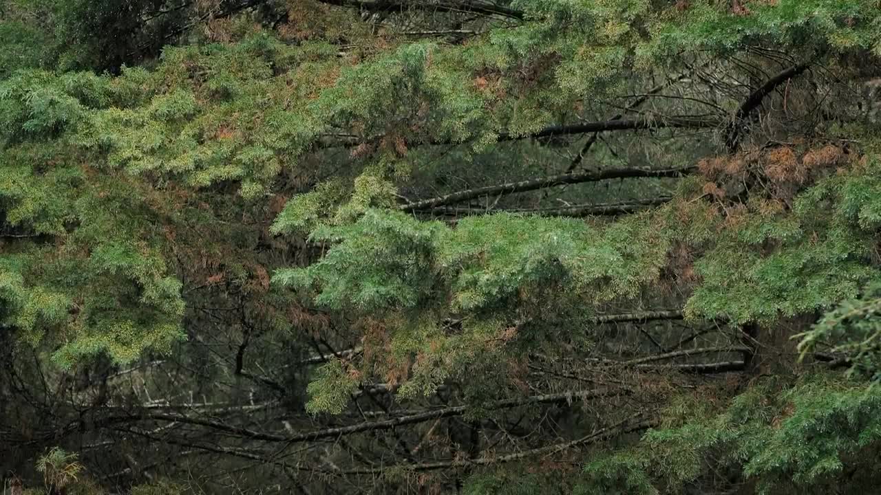   Stock Footage Trees In A Green Forest Live Wallpaper