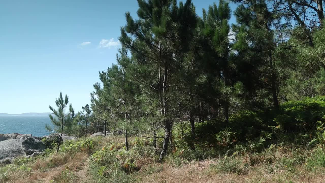   Stock Footage Trees In A Forest By The Seashore Live Wallpaper