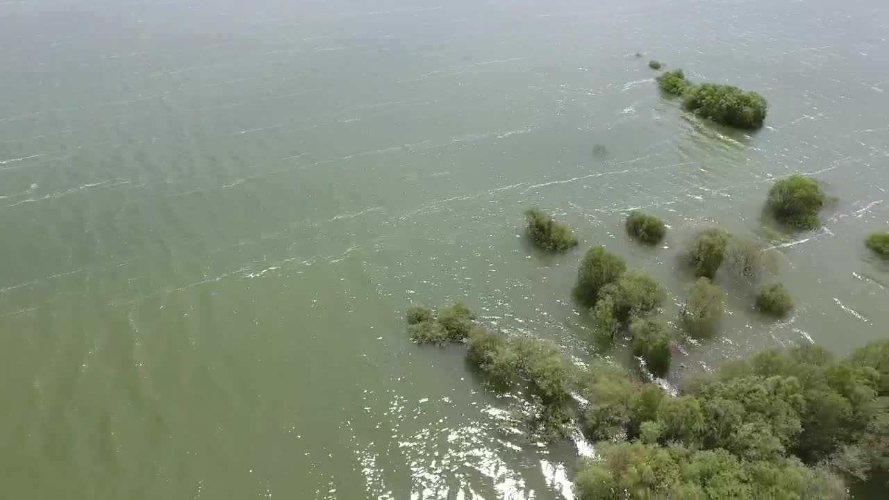   Stock Footage Trees In A Flood Live Wallpaper