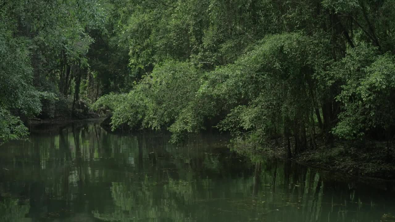   Stock Footage Trees Hanging Over A River Live Wallpaper