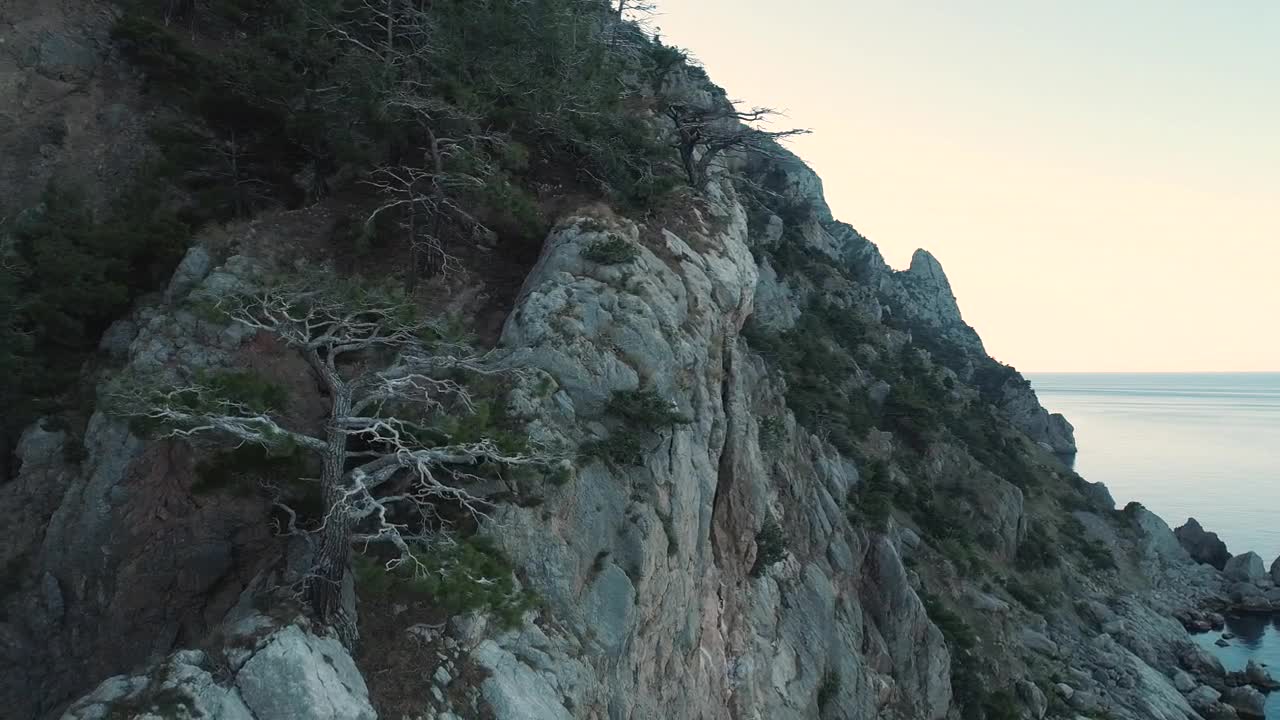   Stock Footage Trees Growing On The Side Of A Cliff Live Wallpaper
