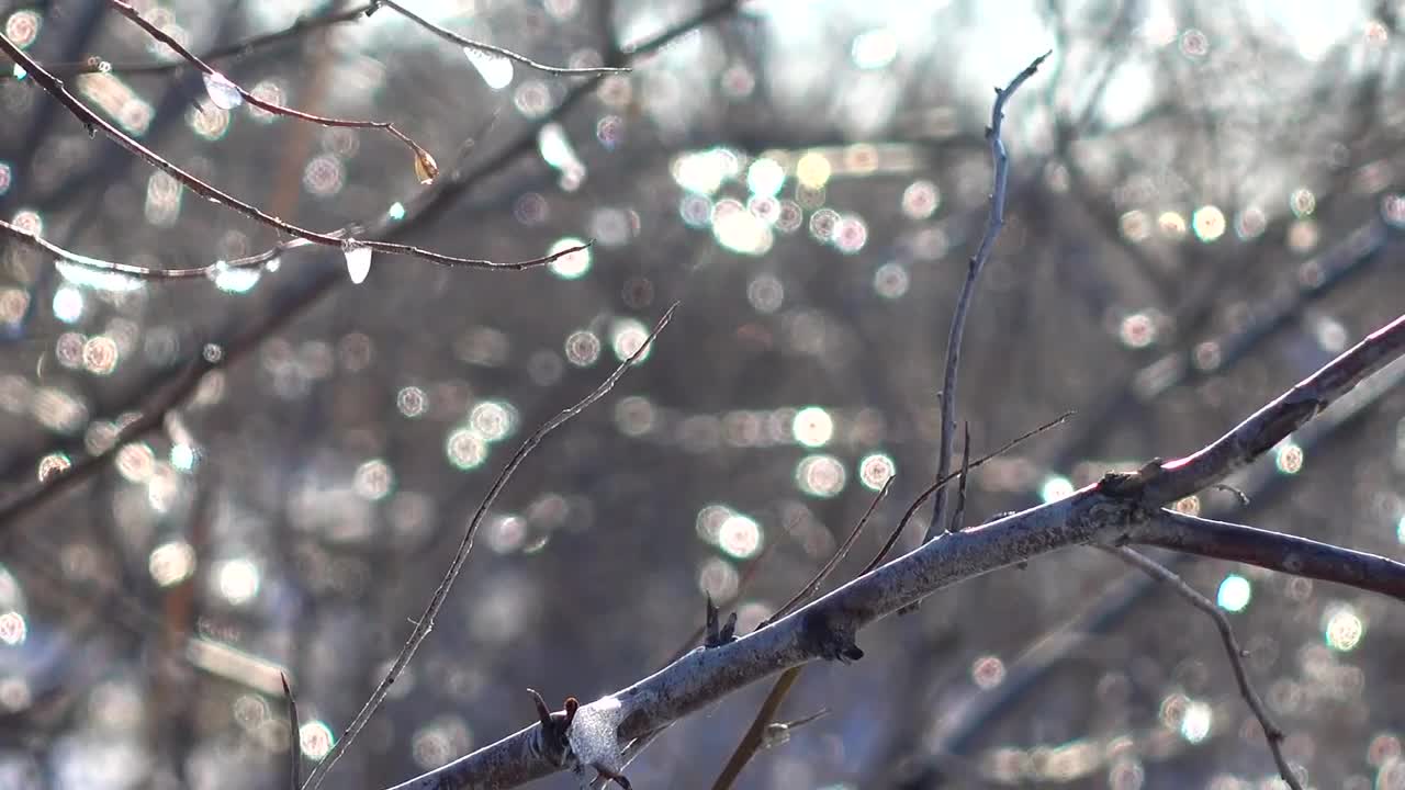   Stock Footage Tree Without Leaves Live Wallpaper