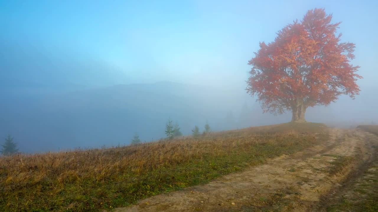   Stock Footage Tree With Yellow Leaves In The Top Of The Hill Live Wallpaper