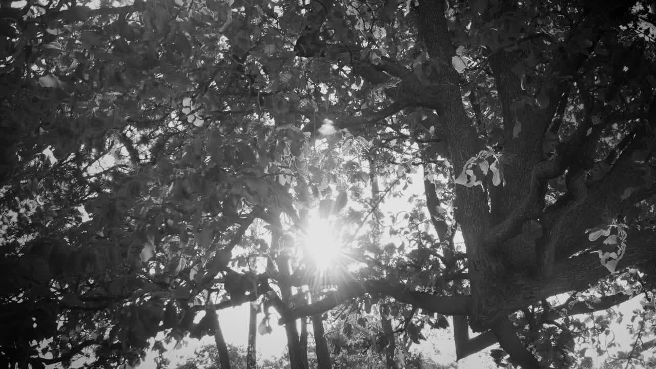   Stock Footage Tree With Its Branches And Leaves Live Wallpaper