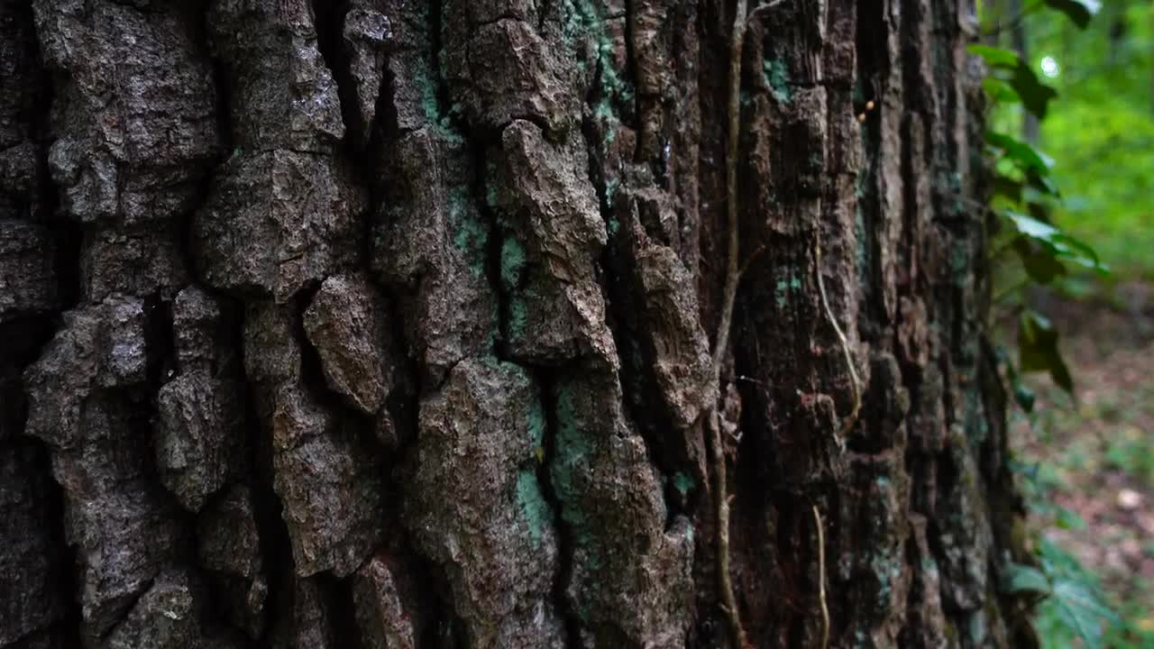  Stock Footage Tree Trunk Texture Live Wallpaper