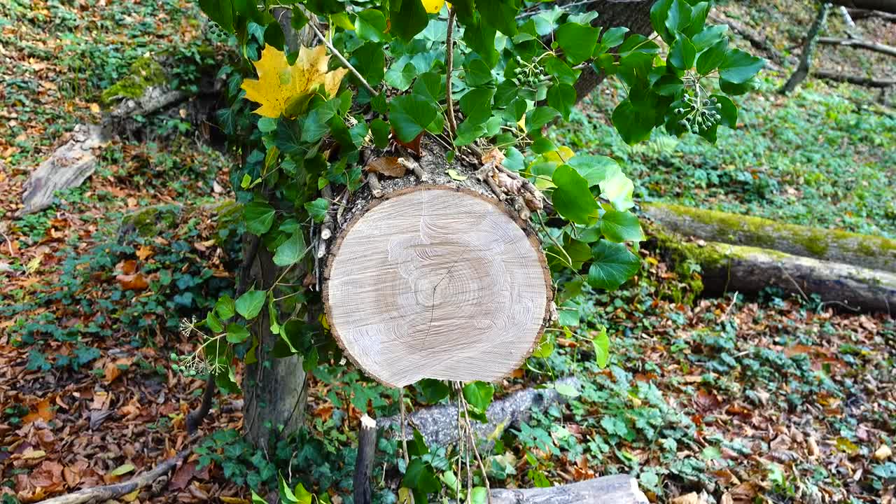   Stock Footage Tree Trunk Cut With A Saw Live Wallpaper