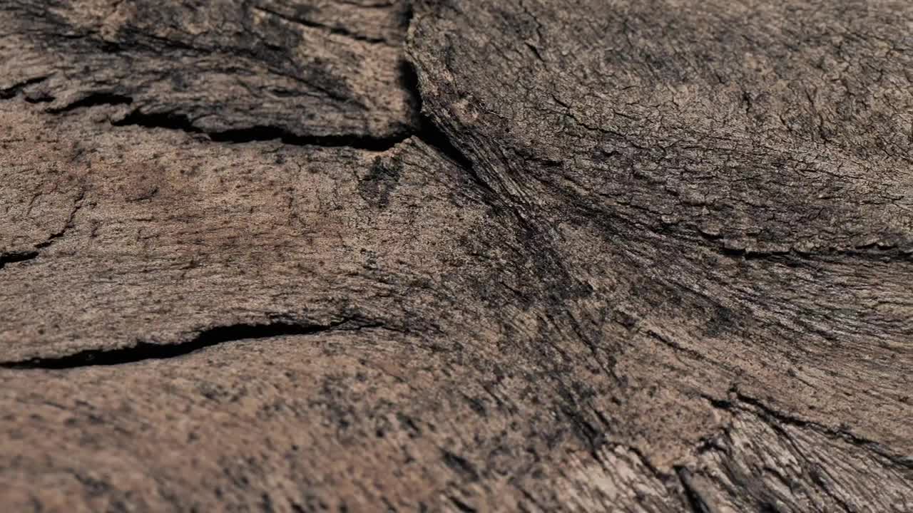   Stock Footage Tree Surface Texture Live Wallpaper