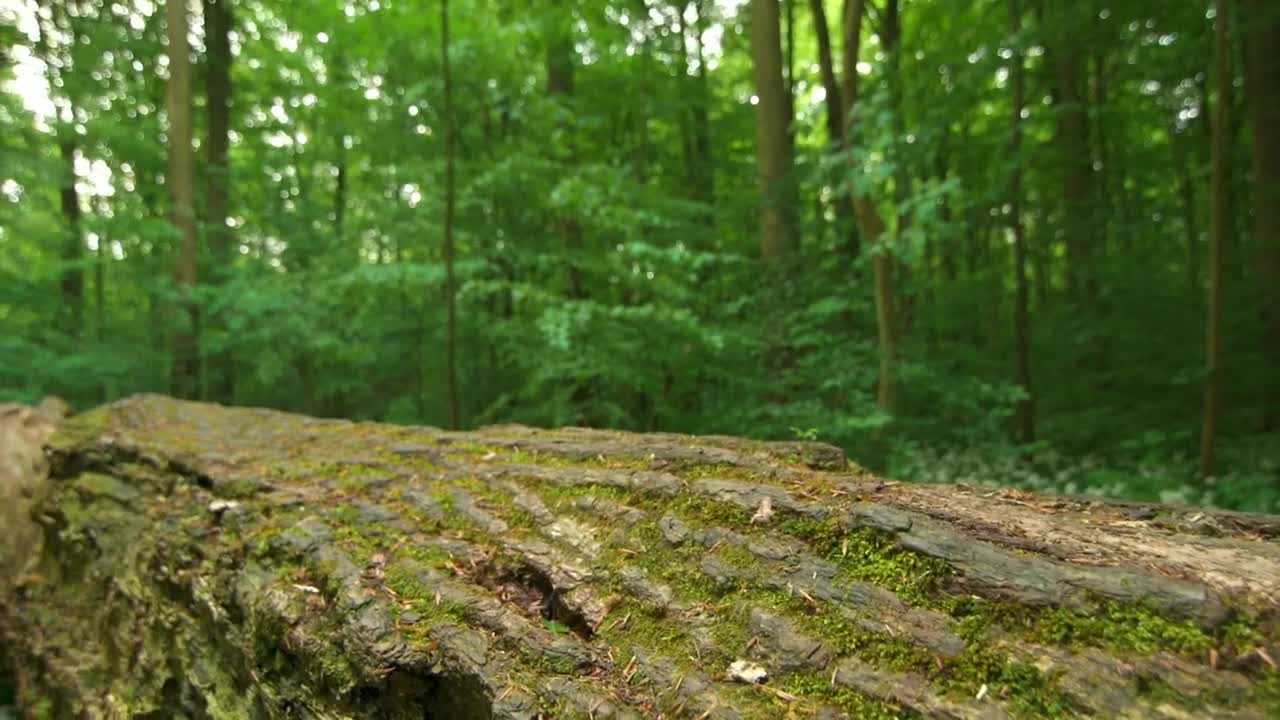   Stock Footage Tree Trunk Across The Path Live Wallpaper
