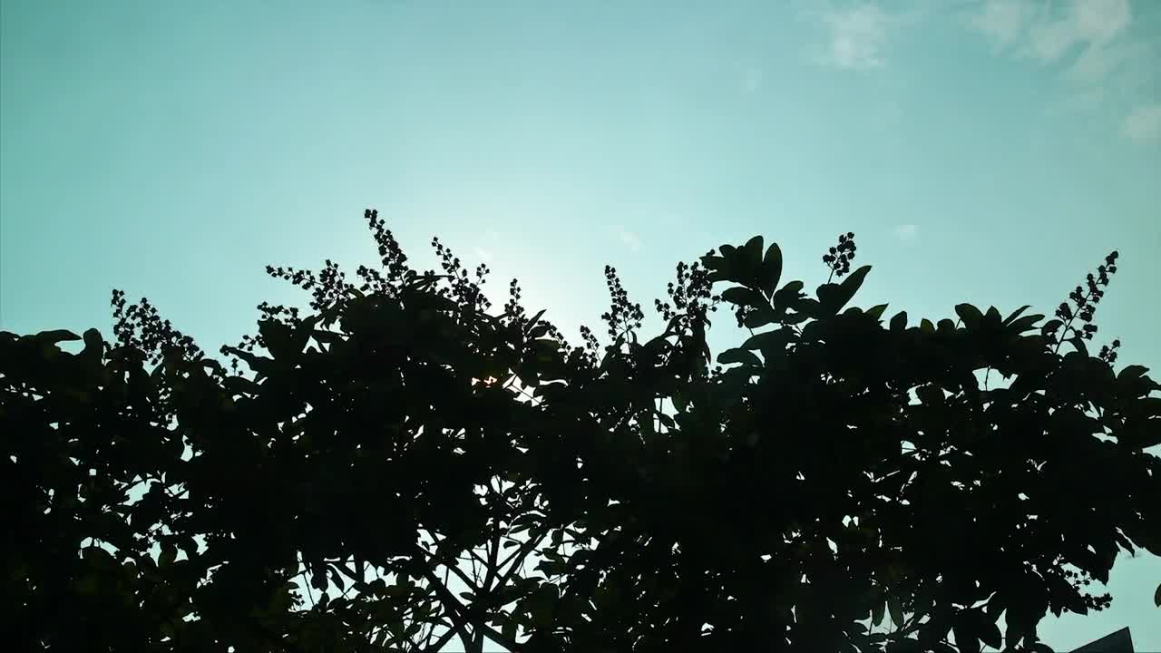   Stock Footage Tree Silhouette Against A Cyan Sky Live Wallpaper
