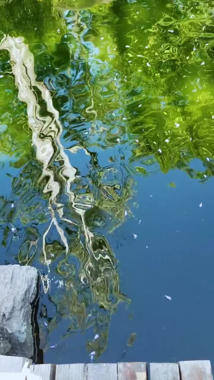   Stock Footage Tree Reflected In A Pond Live Wallpaper