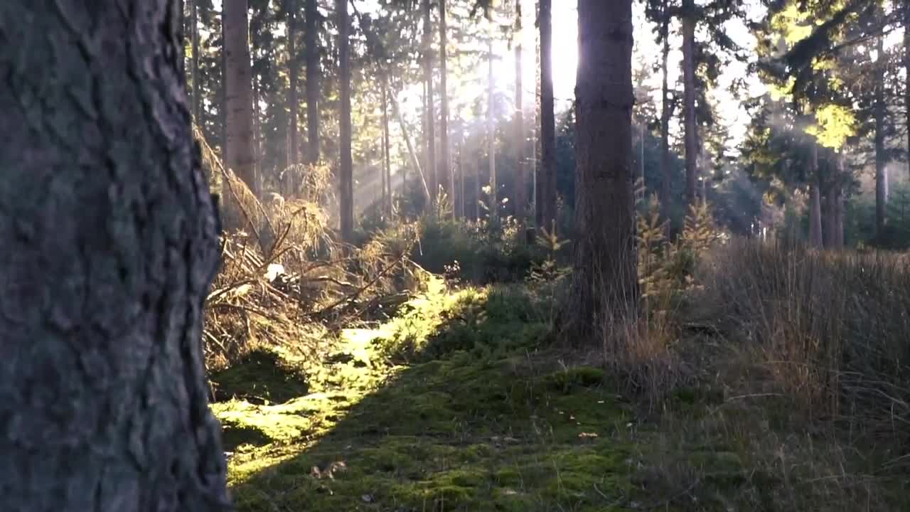   Stock Footage Tree In The Forest Live Wallpaper