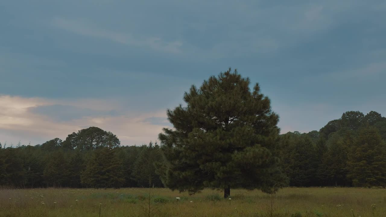   Stock Footage Tree In A Forest On A Rainy Day Live Wallpaper