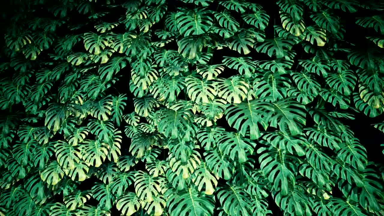   Stock Footage Tree Green Leaves Texture Live Wallpaper